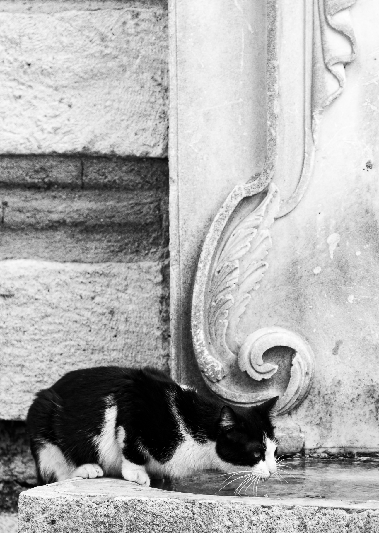 Drinking cat. Istanbul, May 2010