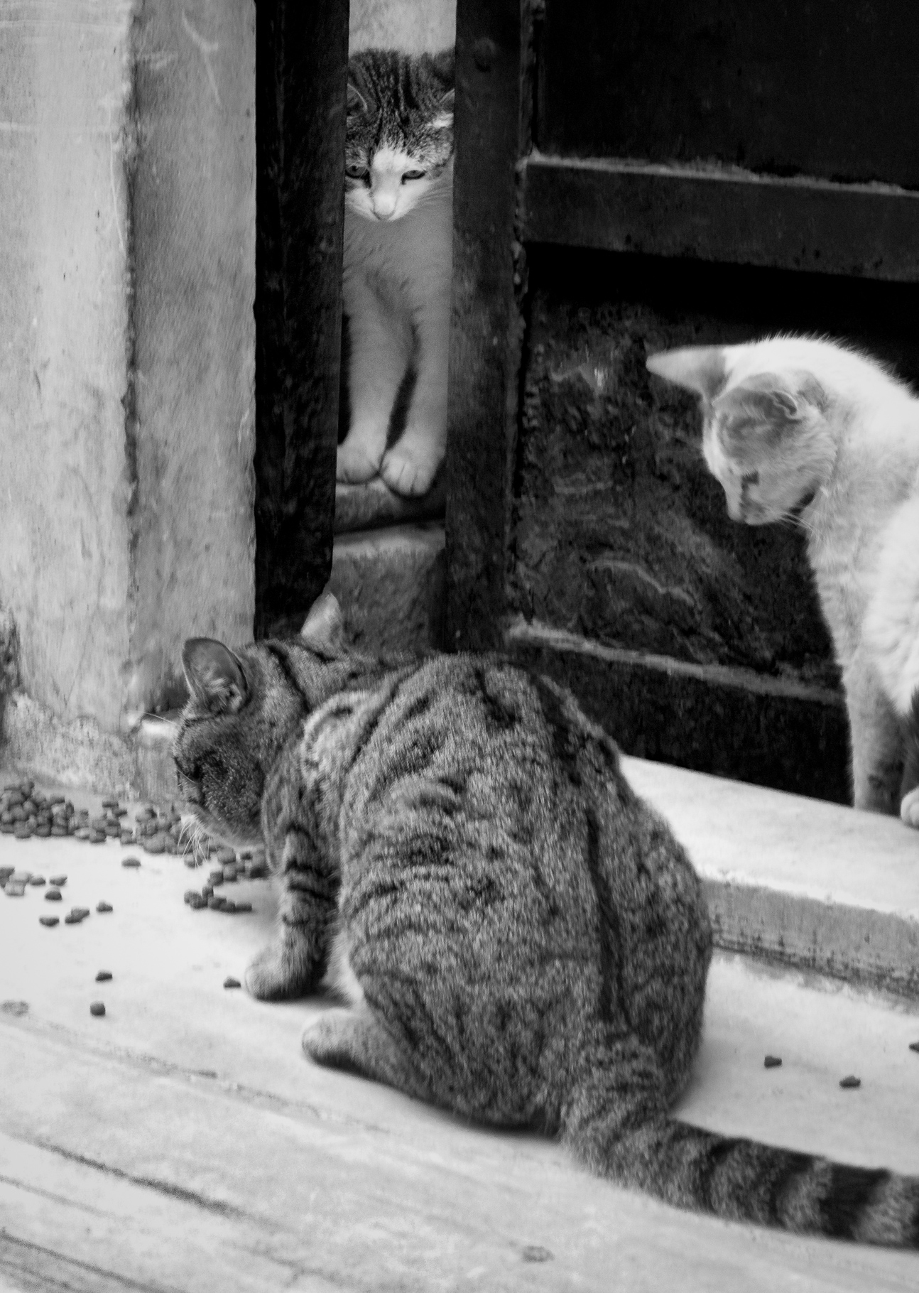 Hungry Cats #2. Istiklal Caddesi, Istanbul, May 2010